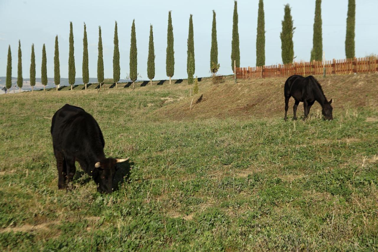 Villa La Tana Del Bianconiglio à Castiglione dʼOrcia Extérieur photo